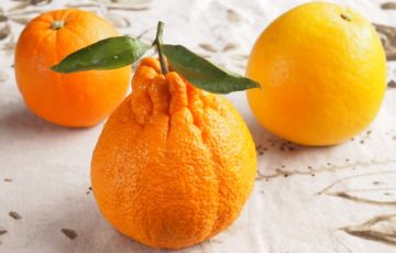 オレンジの写真