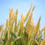 小麦の画像