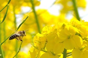 ミツバチと菜の花