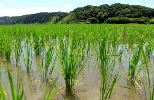 平成30年産の水田における作付状況。輸出目的米が昨年の4倍に増加 農ledge